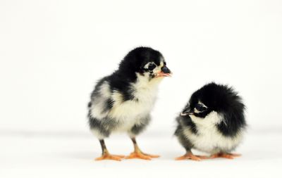 Image showing  Live Black Australorp Baby Chicks, 10 ct.