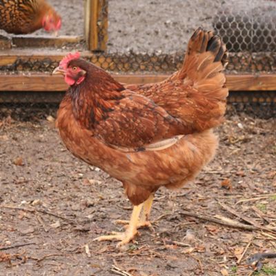 Hoover's Hatchery Live Cinnamon Queen Chickens, 10 ct. Baby Chicks