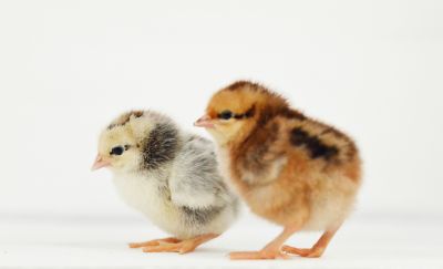 Image showing  Live Cinnamon Queen Chickens, 10 ct. Baby Chicks