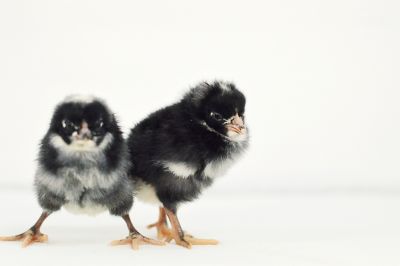 Image showing  Live Dominique Chickens, 10 ct.