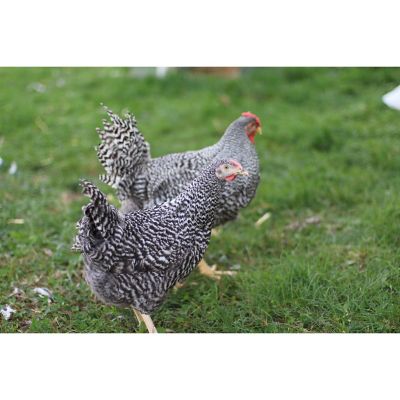 Hoover's Hatchery Live Dominique Chickens, 10 ct.