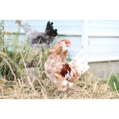 Hoover's Hatchery Live Easter Egger Chickens, 10 ct.