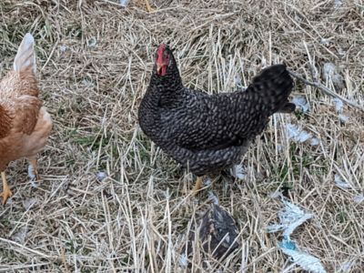 Image showing  Live Easter Egger Chickens, 10 ct.