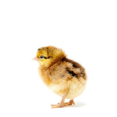 Image showing  Live Easter Egger Chickens, 10 ct.