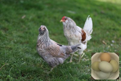 Image showing  Live Easter Egger Chickens, 10 ct.