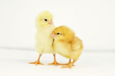 Image showing  Live Golden Comet Chickens, 10 ct. Baby Chicks