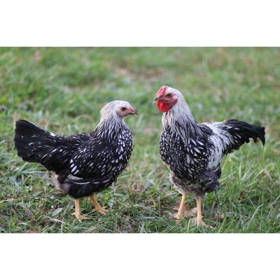 Hoover's Hatchery Live Silver Laced Wyandotte Chickens, 10 ct. Baby Chicks