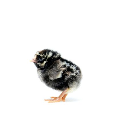 Image showing  Live Silver Laced Wyandotte Baby Chicks, 10 ct.
