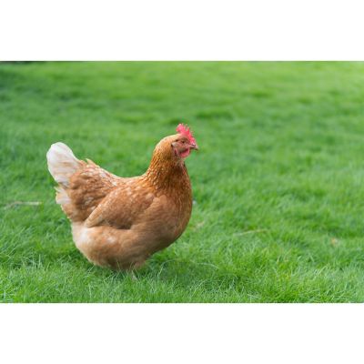 laying hens for sale nj