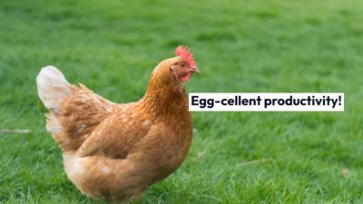 Image showing  Live ISA Brown Chickens, 10 ct.