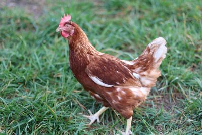 Image showing  Live ISA Brown Chickens, 10 ct.