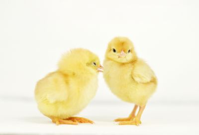 Image showing  Live ISA Brown Chickens, 10 ct.