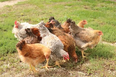 Hoover's Hatchery Live Rainbow Chickens, 10 ct. Baby Chicks