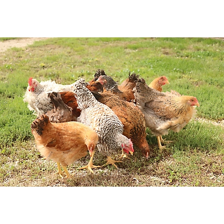 Hoover's Hatchery Live Rainbow Chickens, 10 ct. Baby Chicks