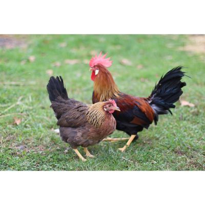 Hoover's Hatchery Live Brown Leghorn Chickens, 10 ct.