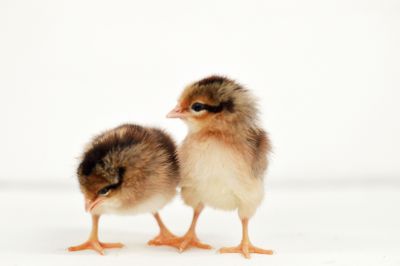 Image showing  Live Brown Leghorn Chickens, 10 ct. Baby Chicks