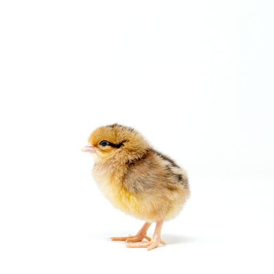 Image showing  Live Brown Leghorn Baby Chicks, 10 ct.