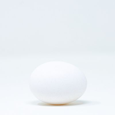 Image showing  Live Brown Leghorn Baby Chicks, 10 ct.