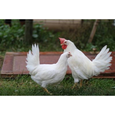 Hoover's Hatchery Live White Leghorn Chickens, 10 Ct.