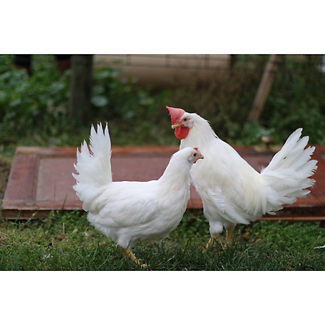 Hoover's Hatchery Live White Leghorn Chickens, 10 ct. Baby Chicks
