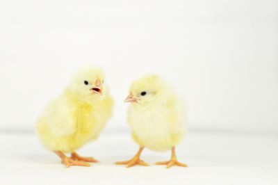 Image showing  Live White Leghorn Baby Chicks, 10 ct.