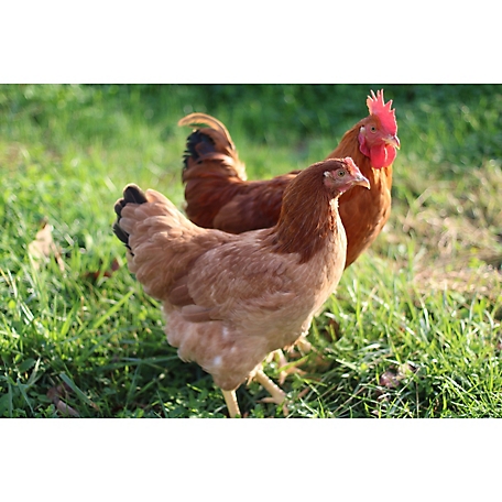 Hoover's Hatchery Live New Hampshire Red Chickens, 10 ct.
