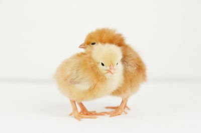 Image showing  Live New Hampshire Red Chickens, 10 ct. Baby Chicks
