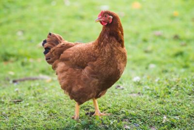 Hoover's Hatchery Live Production Red Chickens, 10 ct. Baby Chicks