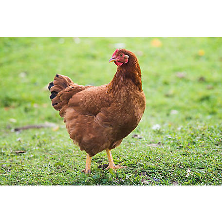Large Round Rhode Island Red Rooster Farm Button