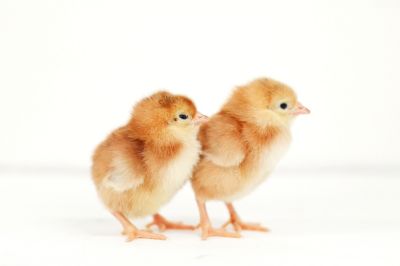 Image showing  Live Production Red Baby Chicks, 10 ct.