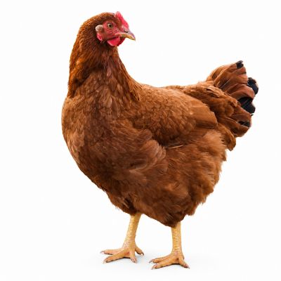 Hoover's Hatchery Live Production Red Baby Chicks, 10 ct.