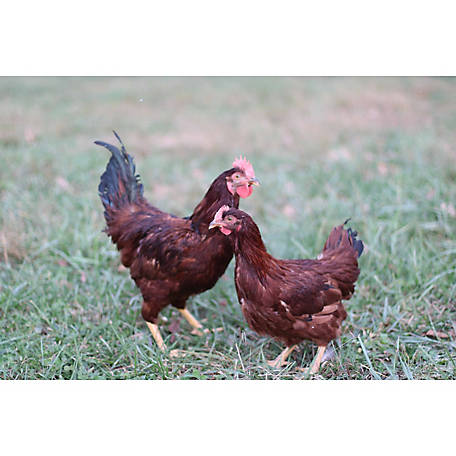 12  Rhode Island Red chicken hatching eggs  