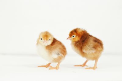 Image showing  Live Rhode Island Red Baby Chicks, 10 ct.