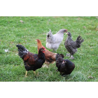 Hoover's Hatchery Live Brown Egg Production Pack Chickens, 10 ct.