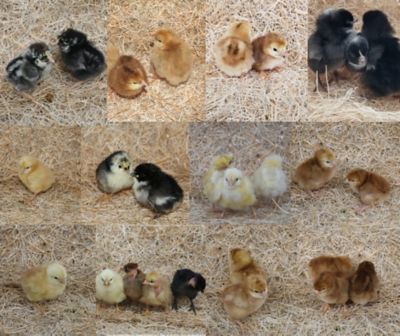 Image showing  Live Brown Egg Production Pack Baby Chicks, 10 ct.
