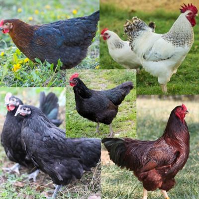 Image showing  Live Brown and White Egg Production Pack Chickens, 10 ct. Baby Chicks