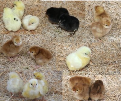 Image showing  Live Brown and White Egg Production Pack Chickens, 10 ct. Baby Chicks