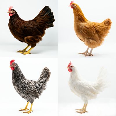 Hoover's Hatchery Live Brown and White Egg Production Pack Baby Chicks, 10 ct.