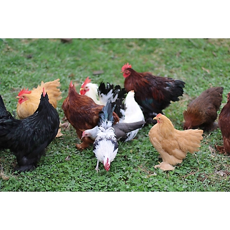 Hoover's Hatchery Live Assorted Bantams Chickens, 10 ct.