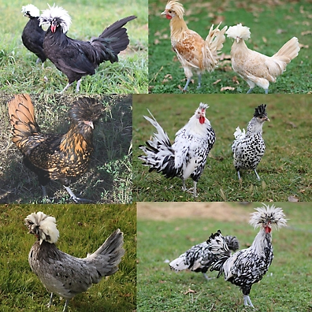 Hoover's Hatchery Live Assorted Polish and Crested Chickens, 10 ct. Baby Chicks