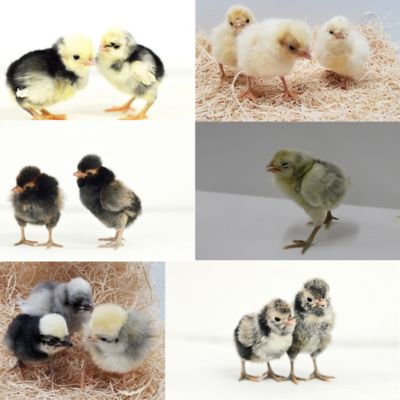 Image showing  Live Assorted Polish and Crested Chickens, 10 ct.