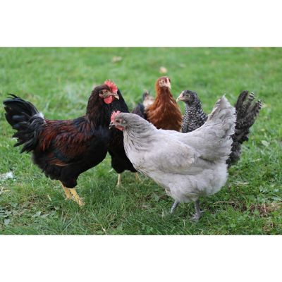 Choosing Chicken Breeds – 1450 farm