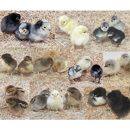 Hoover's Hatchery Live Dark Brahma Baby Chicks, 10 ct. at Tractor Supply Co.