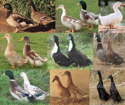 Hoover's Hatchery Live Assorted Ducks, 10 ct.