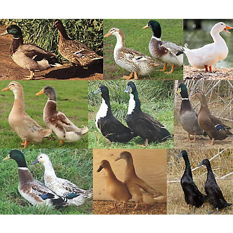 Hoover's Hatchery Live Assorted Ducks, 10 ct.