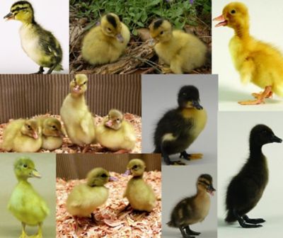 Image showing  Live Assorted Ducks, 10 ct.