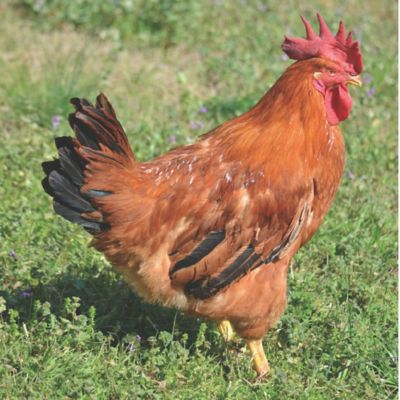 Hoover's Hatchery Live Rudd Ranger Chickens, 10 ct.