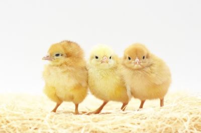 Image showing  Live Rudd Ranger Chickens, 10 ct.