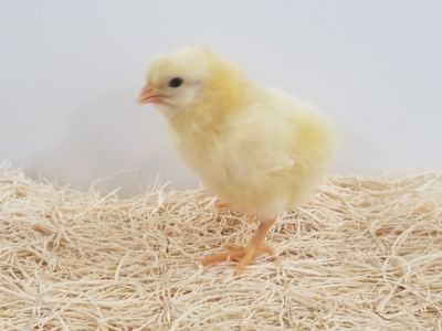 Image showing  Live Cornish Cross Broiler Chickens, 10 ct. Baby Chicks