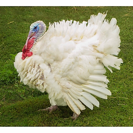 Hoover's Hatchery Live White Turkeys, 10 ct.